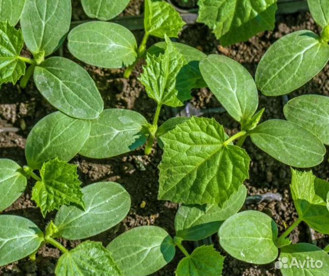 Рассада огурцов