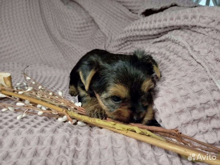 Йоркширский терьер