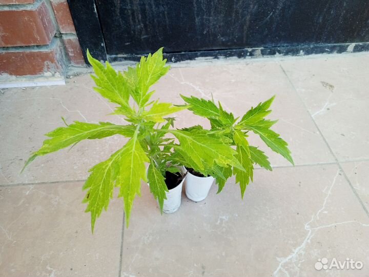 Колеусы вегетативные