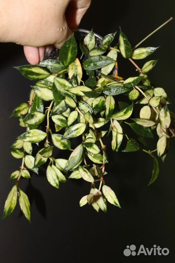 Хойя Hoya lacunosa