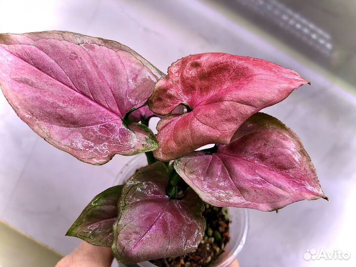 Сингониум малиновый крем