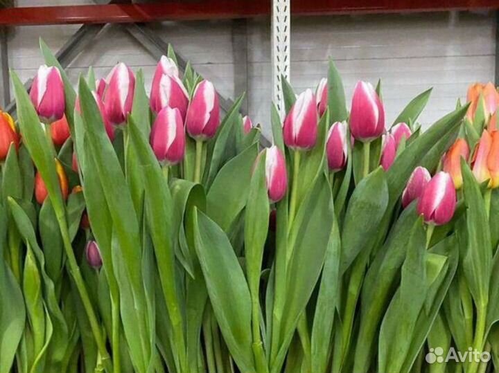 Луковицы тюльпанов оптом