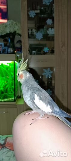 Два птенца кореллы(мальчики)