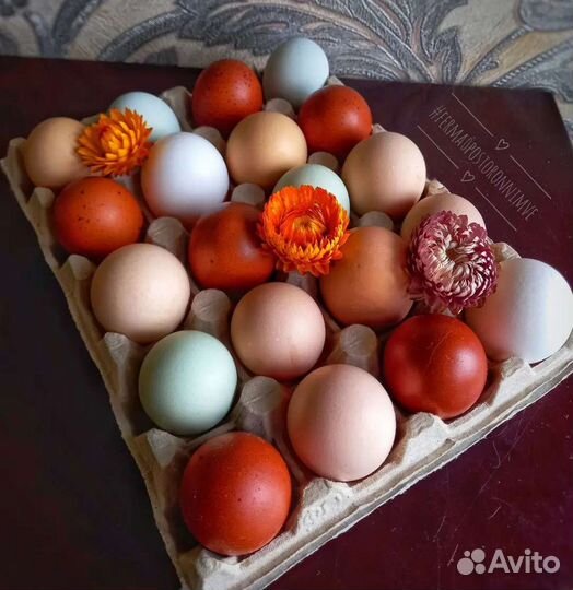 Домашние куриные яйца