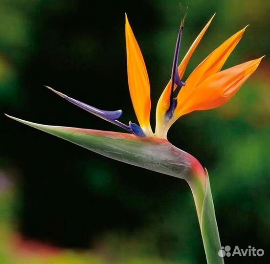 Комнатные цветы растение стрелиция Регина и Никола