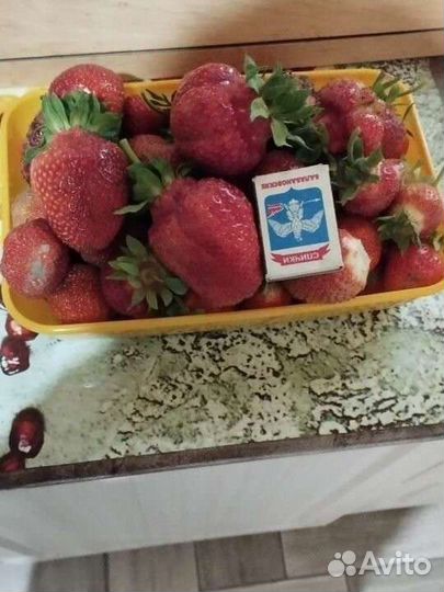 Рассада клубники