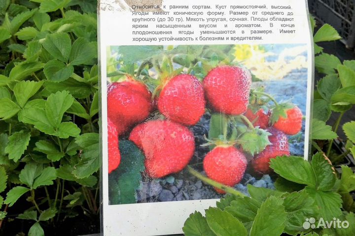 Рассада клубники