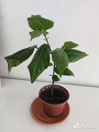 Гибискус Китайская роза