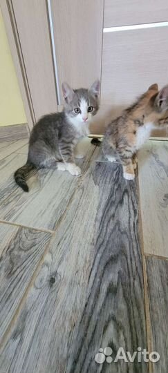 Кошка в дар бесплатно