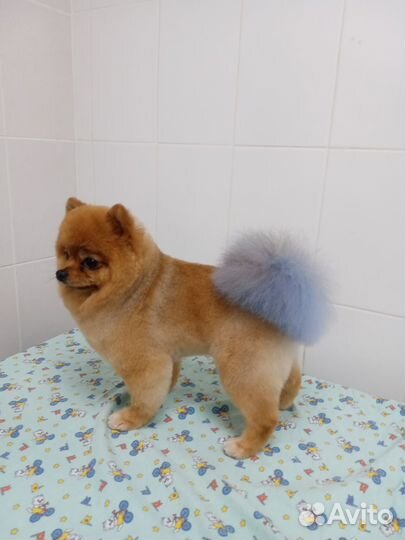 Груминг собак