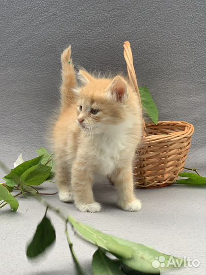 Рыжик 1,5 мес