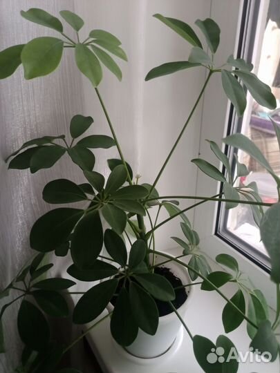 Комнатные цветы шефлера