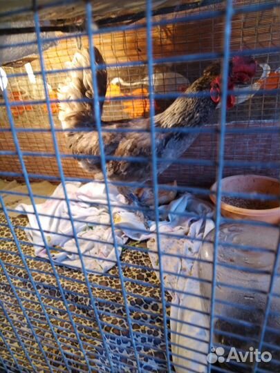 Петух породистый