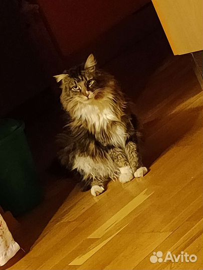 Кот в добрые руки
