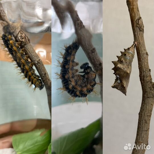 Куколка бабочки