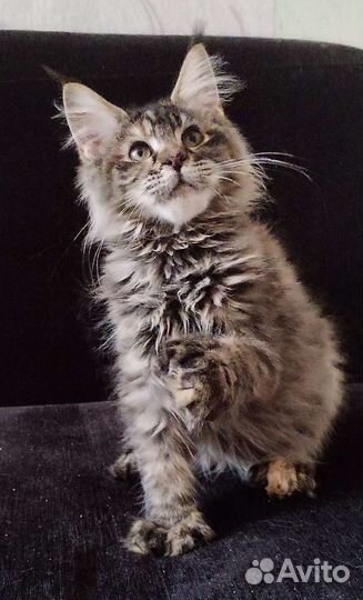 Мейн кун полидакт