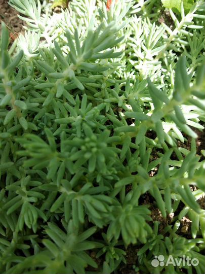 Почвопокровные растения