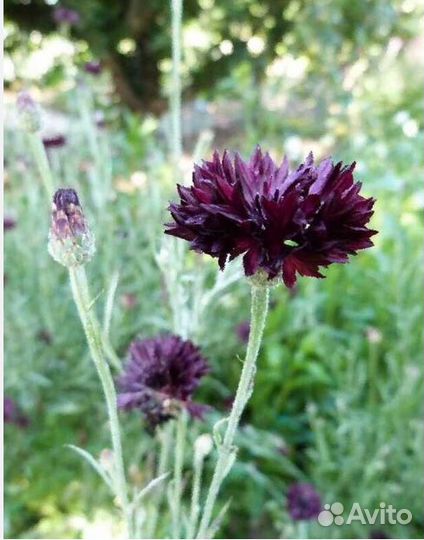 Васильки срезка,саженцы