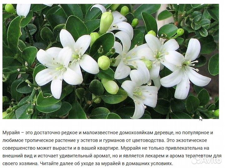 Мурайя метельчатая