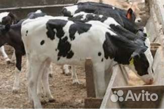 Бычки телята скороспелые