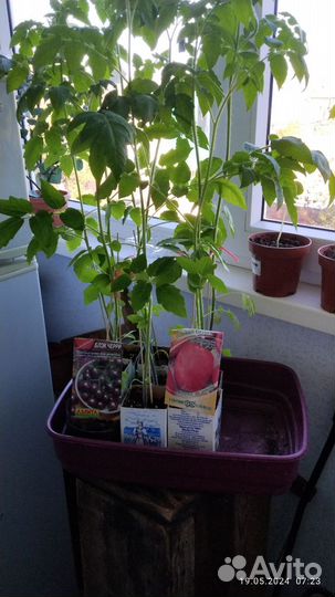 Рассада томатов