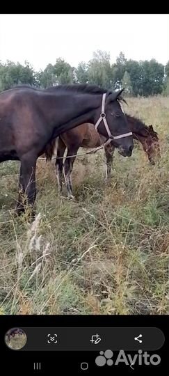 Кобылы продам