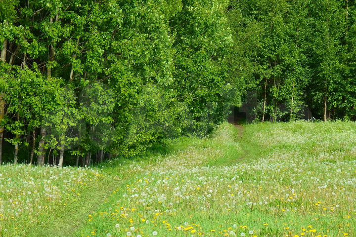 Участок 81 сот. (ИЖС)