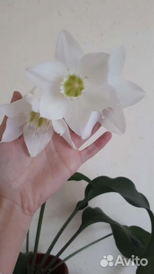 Эухарис амазонская лилия