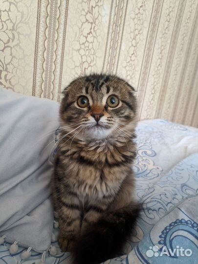 Вислоухая кошечка