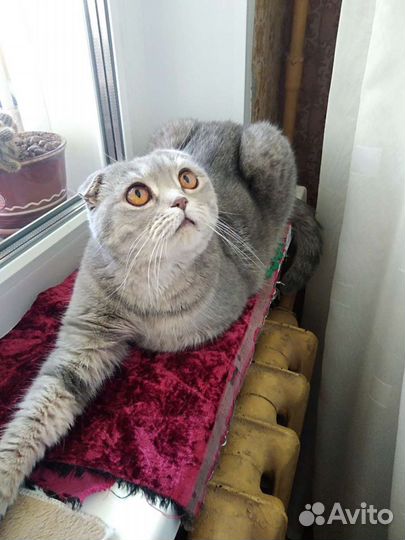 Передержка животных(кошек и котиков)