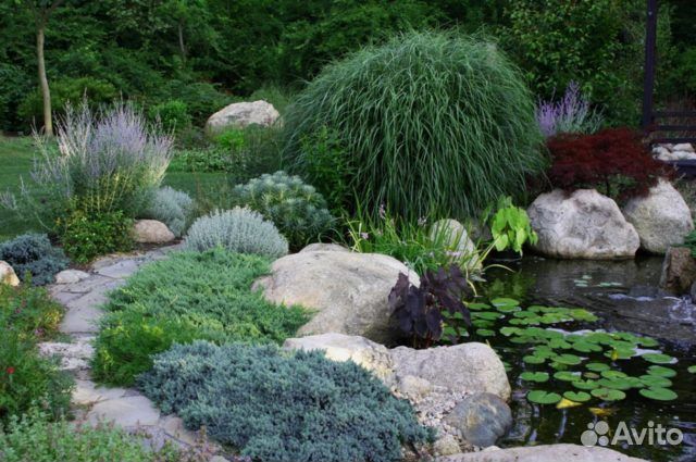 Можжевельник блю стар