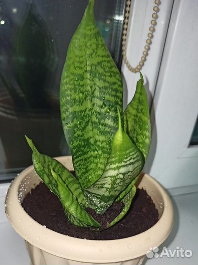 Сансевиерия