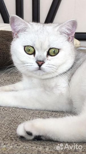 Потерялась кошка