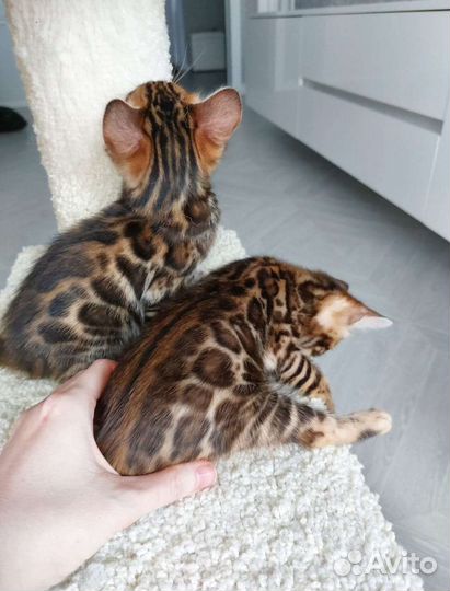 Бенгальские котята