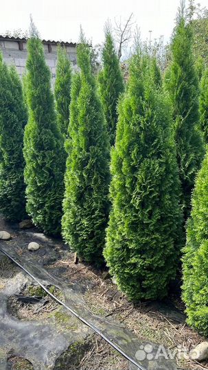 Туя смарагд