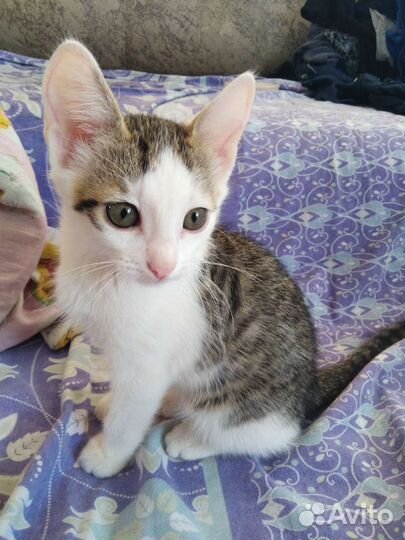 Отдам котенка в добрые руки