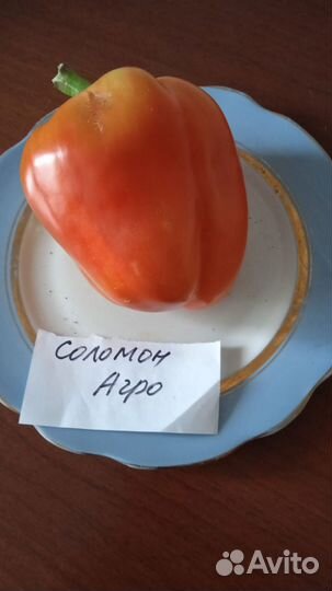 Семена сладкого перца