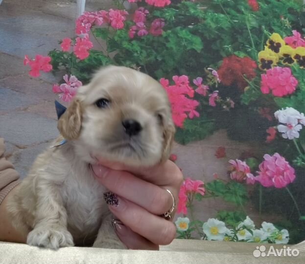 Американский кокер спаниель
