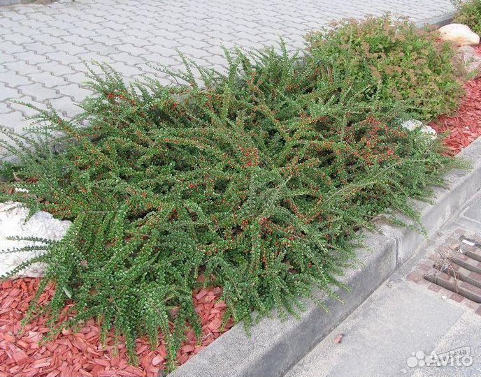 Кизильник, декоративный кустарник, разные виды