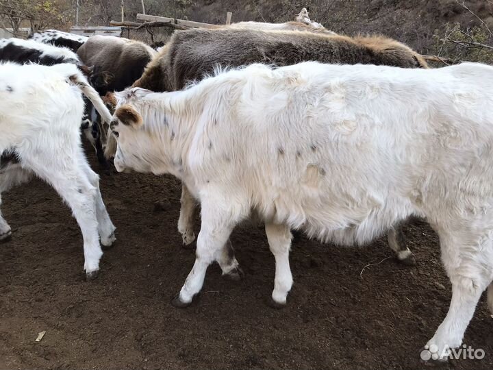 Телята телки