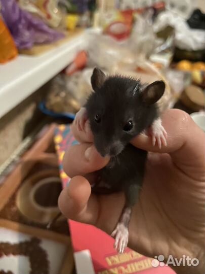 Декоративная крыса дамбо