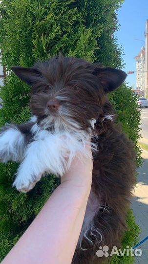 Йоркширский терьер