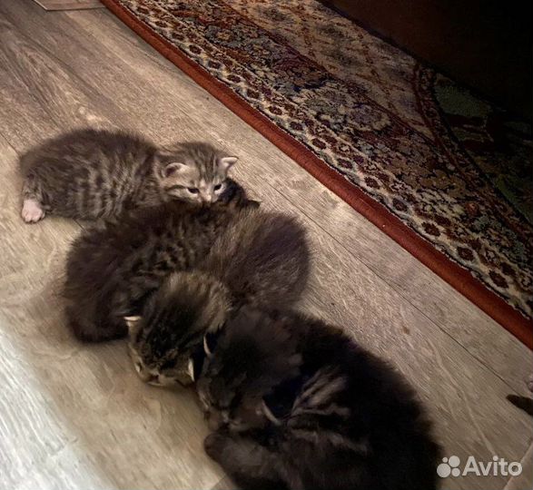 Кошка