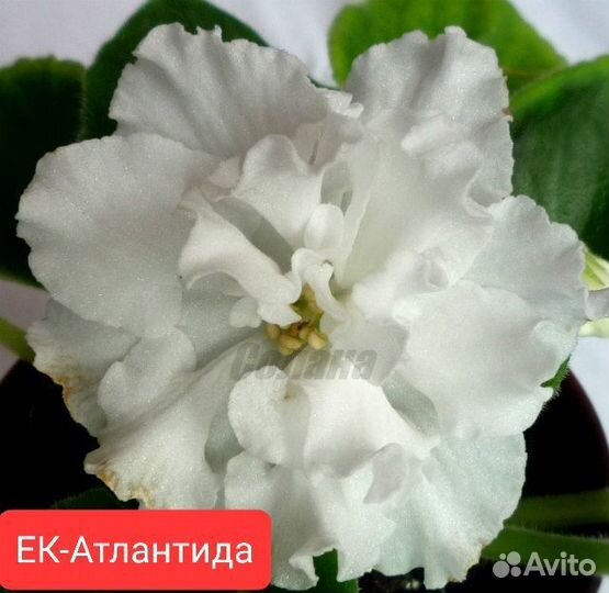 Фиалки сортовые