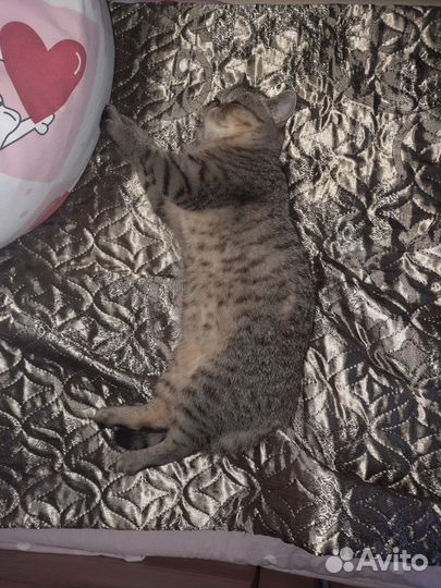 Кошка экзотическая