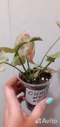 Сингониум Милк Конфети