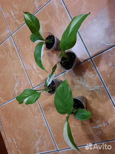 Спатифиллум Пикассо