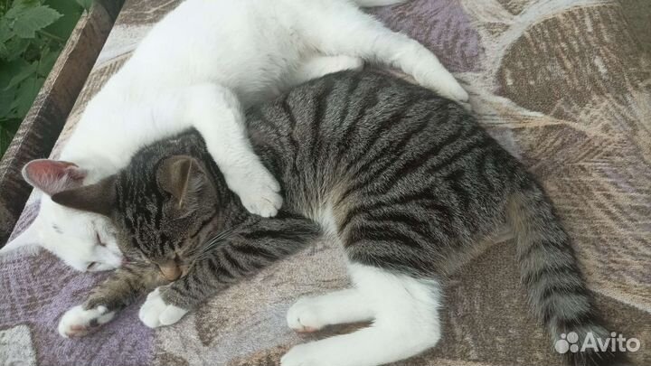 Кошка в дар