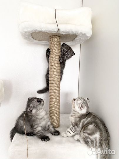 Котята шотландцы вислоухие