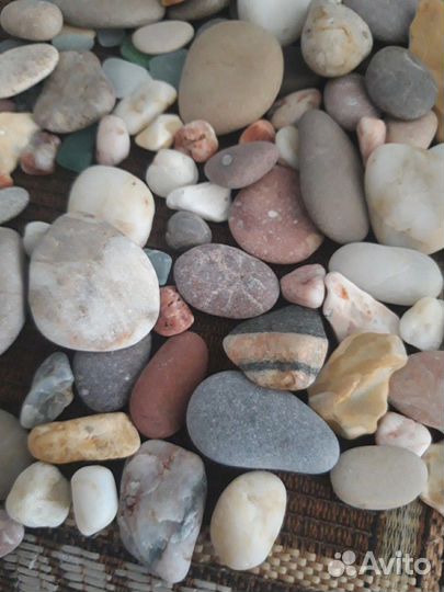 Морские ракушки и камушки с Чёрного моря